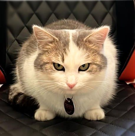 Kessy the cat, the program's unofficial mascot